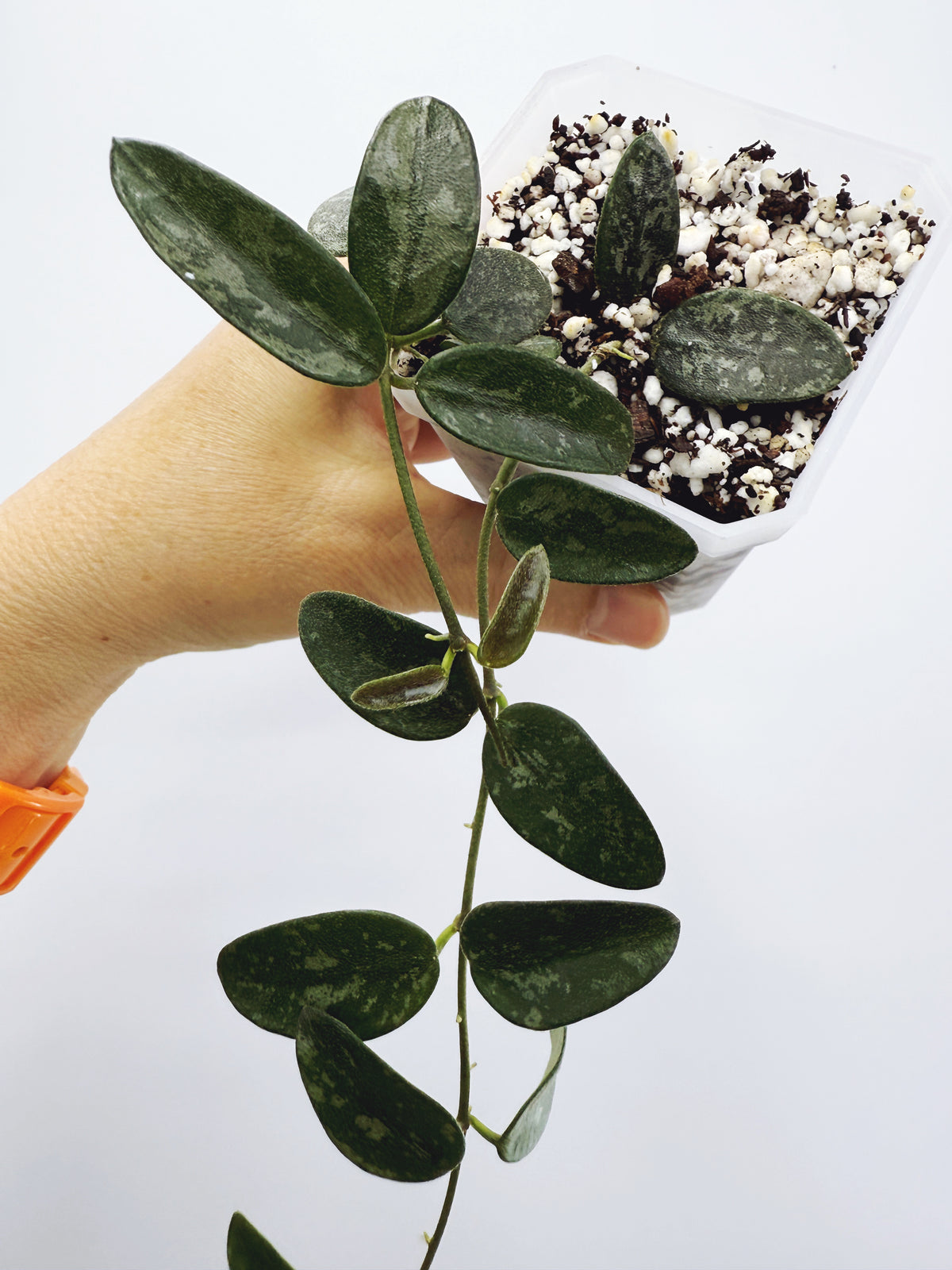 Hoya lima splash
