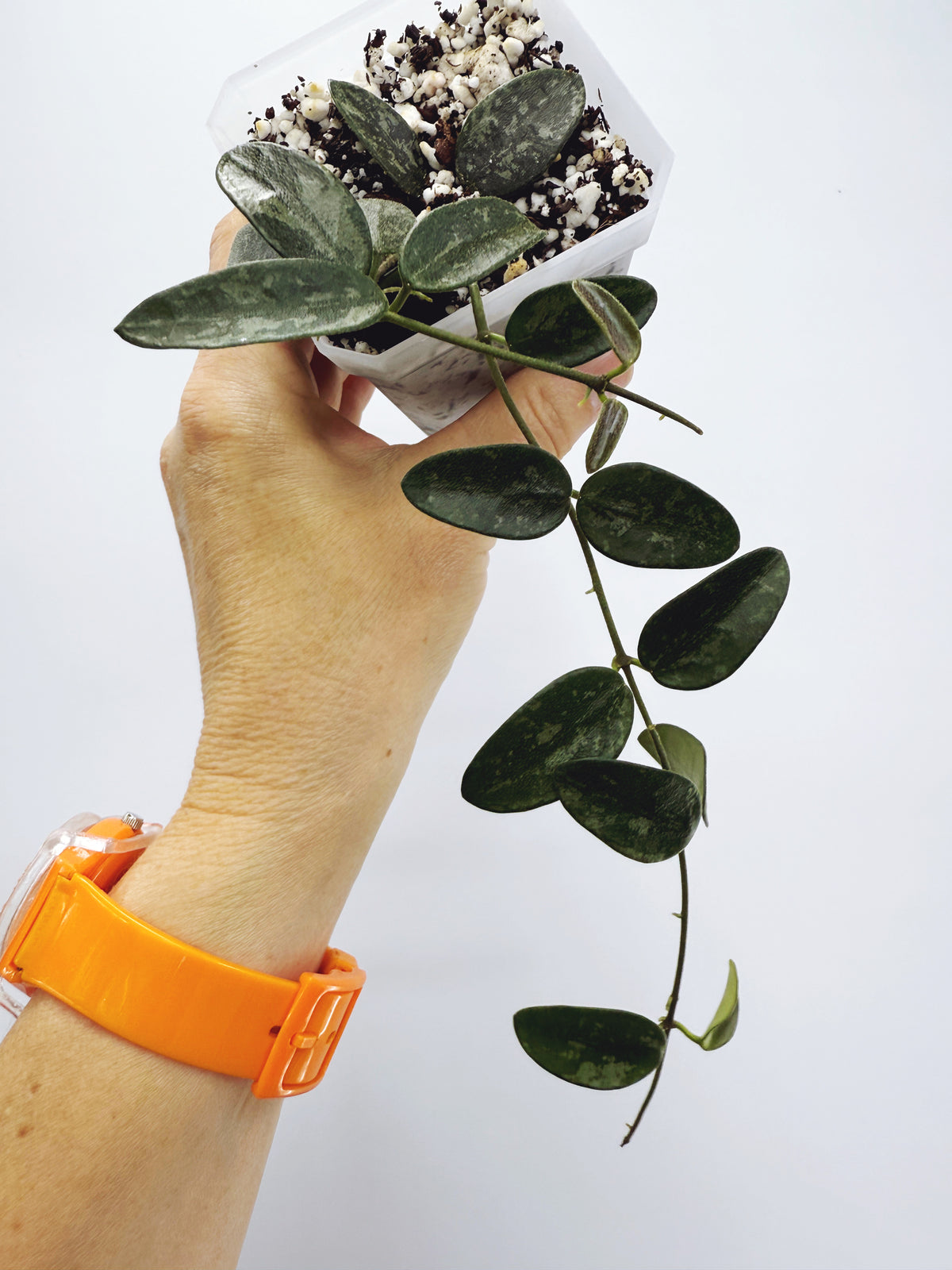 Hoya lima splash