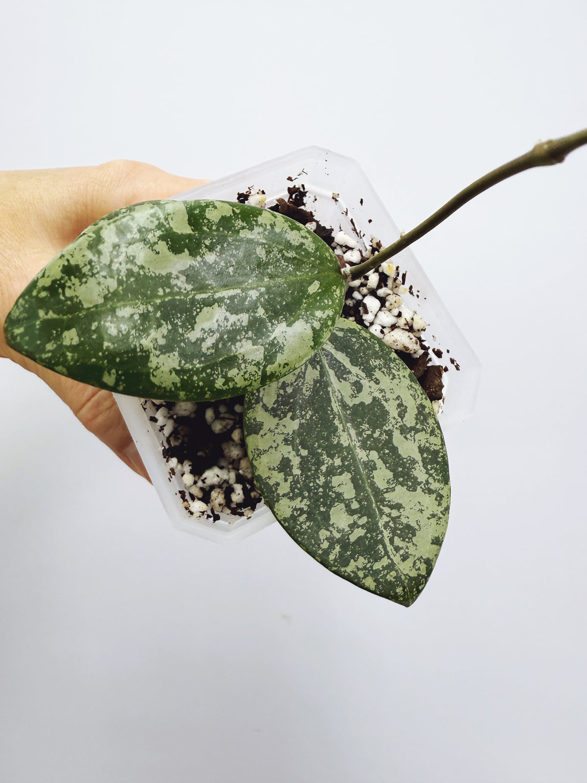Hoya wibergiae round leaf