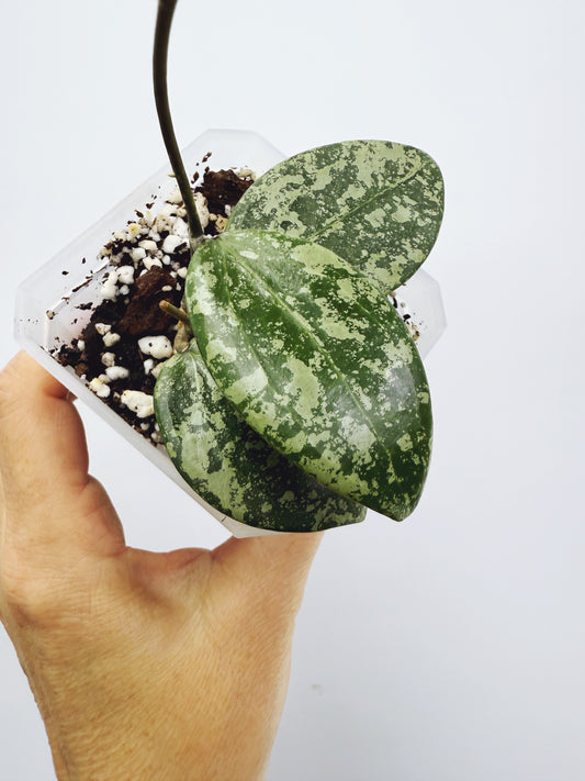 Hoya wibergiae round leaf