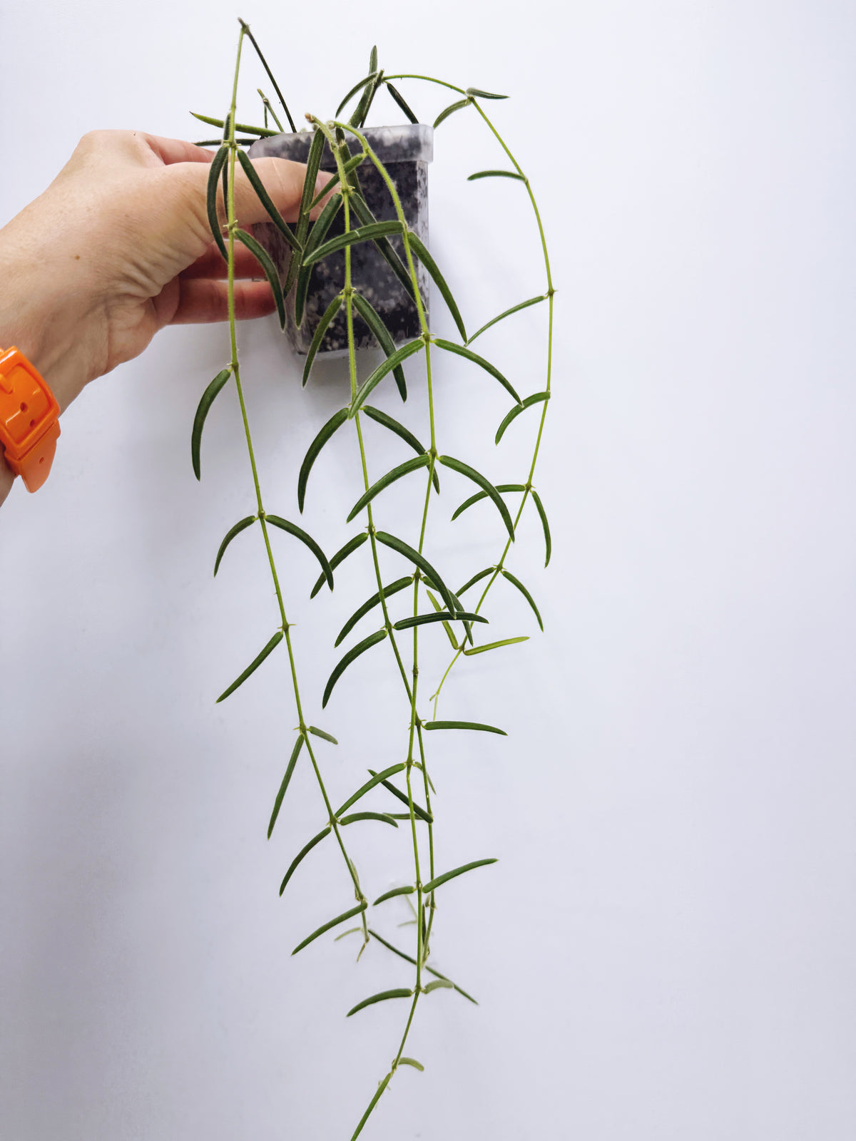 Hoya linearis
