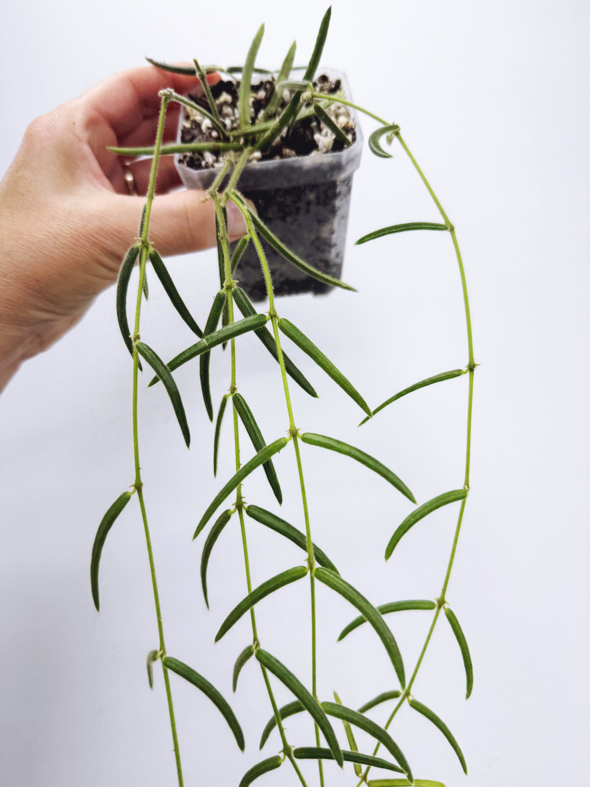 Hoya linearis