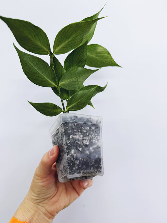 Hoya polyneura broget silver