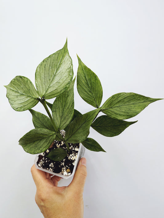 Hoya polyneura broget silver