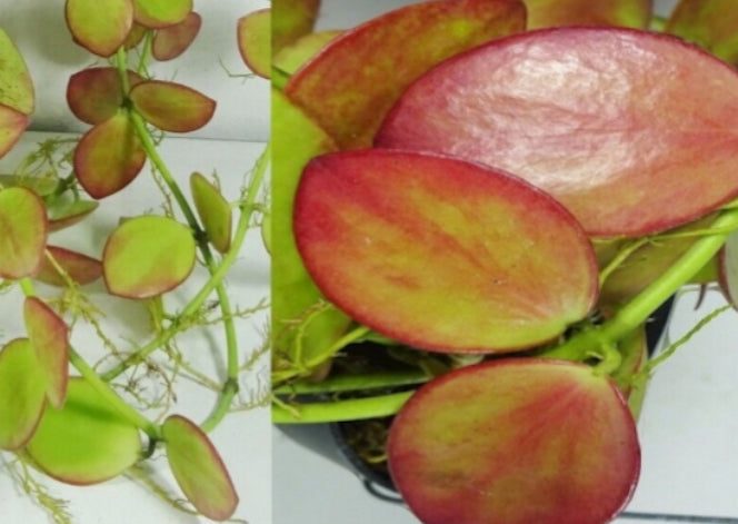 Hoya collina sp. biak