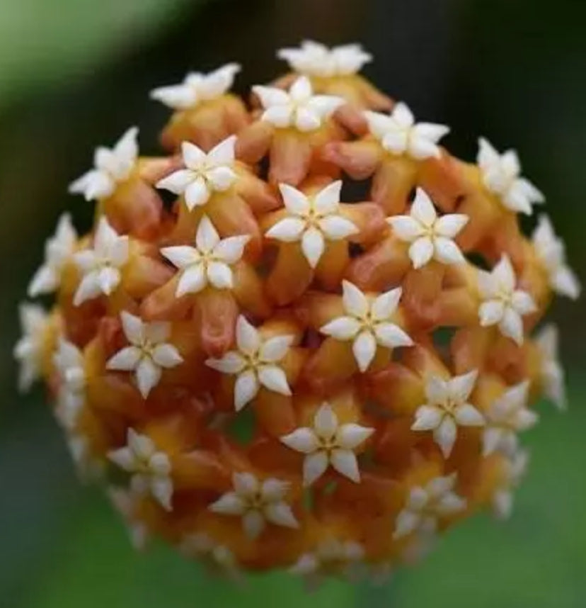 Hoya sumbawa