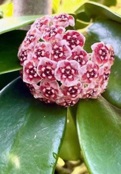 Hoya meliflua