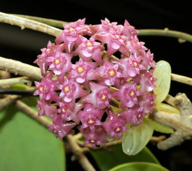 Hoya sarawak pink